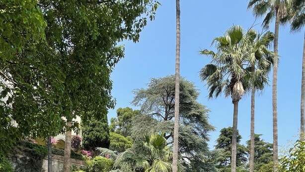 Un jardín con palmeras, un muro de piedra y un sendero.