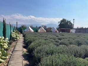 Property grounds - Lavender Dream in Glamping Rincón de Lavanda (Texcoco de Mora)