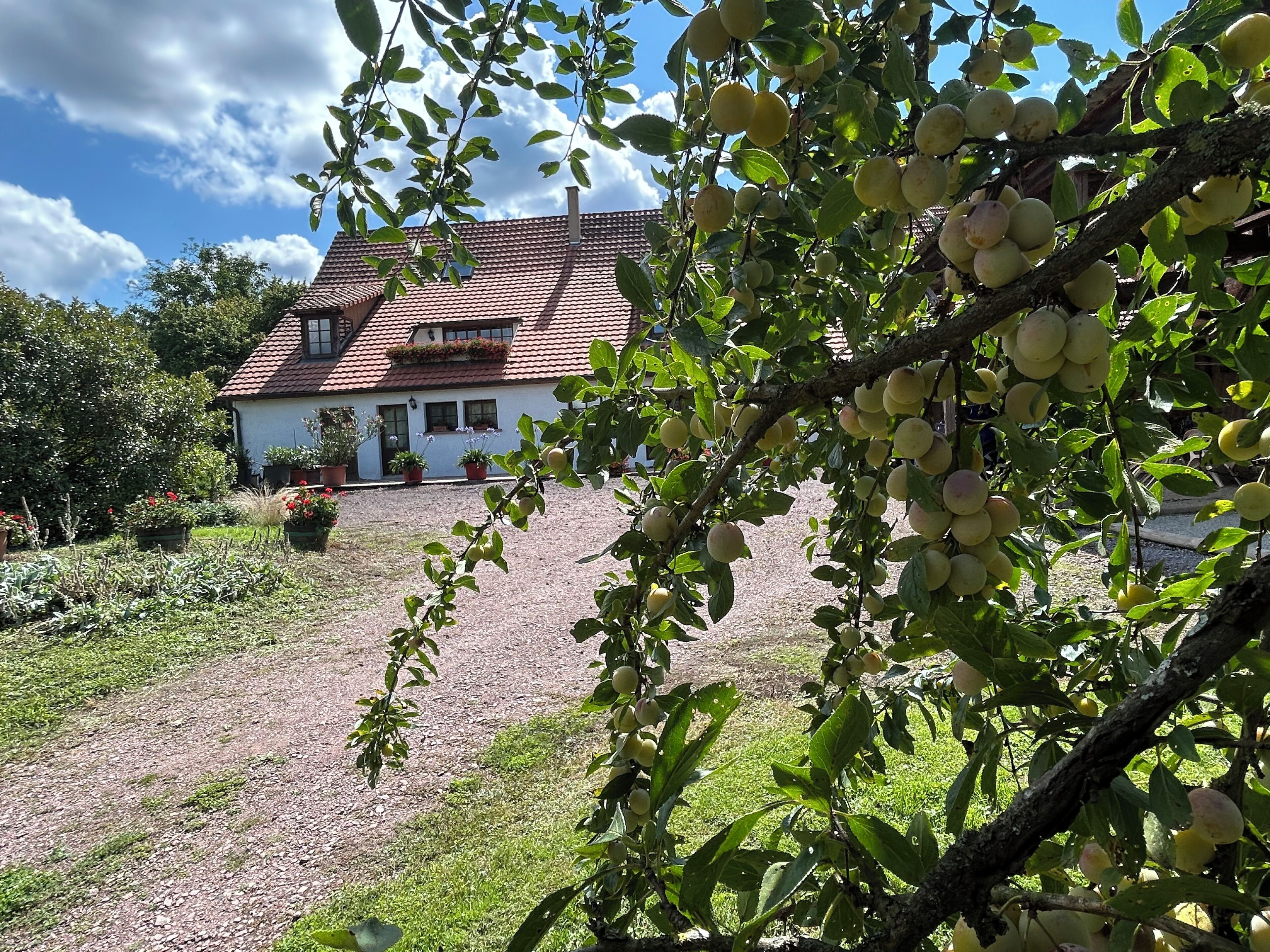 Une maison avec un toit recouvert de tuiles rouges, entourée d’un jardin où poussent différentes espèces de plantes, et un chemin de gravier menant à l’entrée.