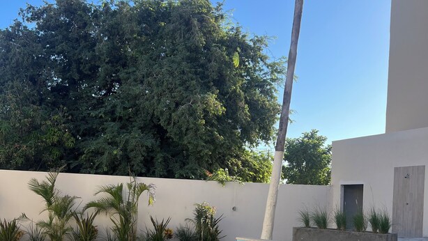 Piscina com borda curva, rodeada por um muro baixo e uma palmeira.