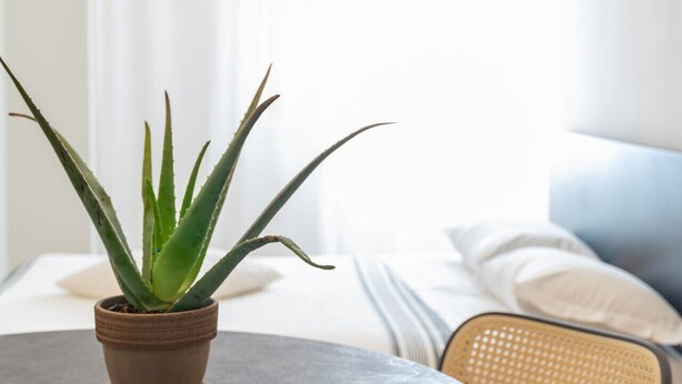 Ein runder Tisch mit einem Topf-Aloe-Pflanzen, ein Korbstuhl und ein Bett mit weißer Bettwäsche im Hintergrund.