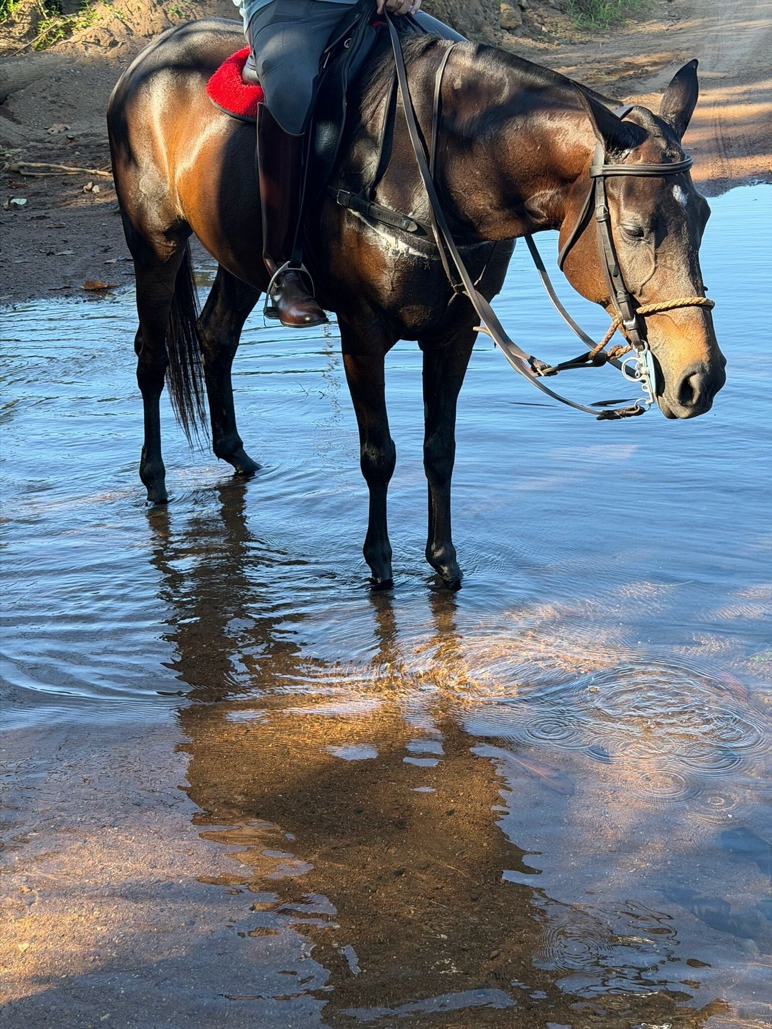 A horse standing in shallow water with a saddle and bridle.