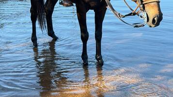 A horse standing in shallow water with a saddle and bridle.