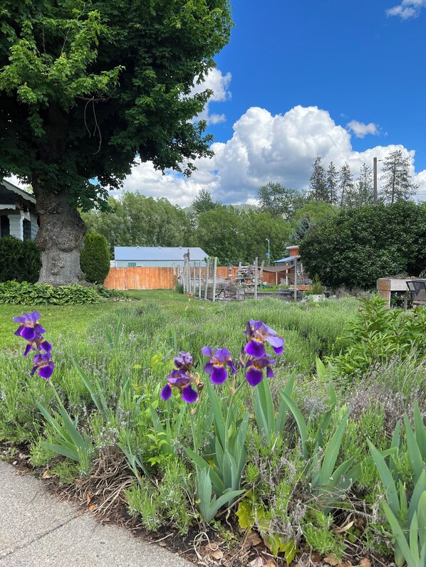 A garden with purple flowers, a large tree, and a building in the background. - Nordlig Motel (Chewelah)