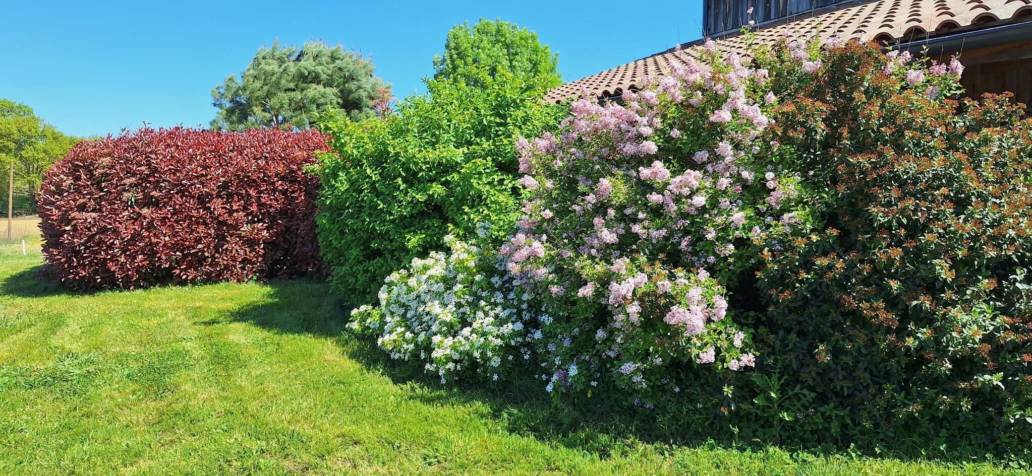 Un jardín bien cuidado con diversos arbustos y flores, un cielo azul despejado y un edificio con tejado de baldosas.