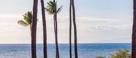 A coastal view with tall palm trees and a clear blue sea.