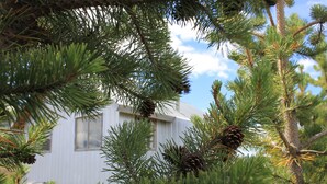 A house surrounded by pine trees with visible windows and a door. - Dorotea Portal Cabin Puerto Natales Patagonia (Magallanes y la Antártica Chilena)