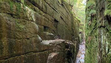 A narrow forested gorge with a wooden walkway.