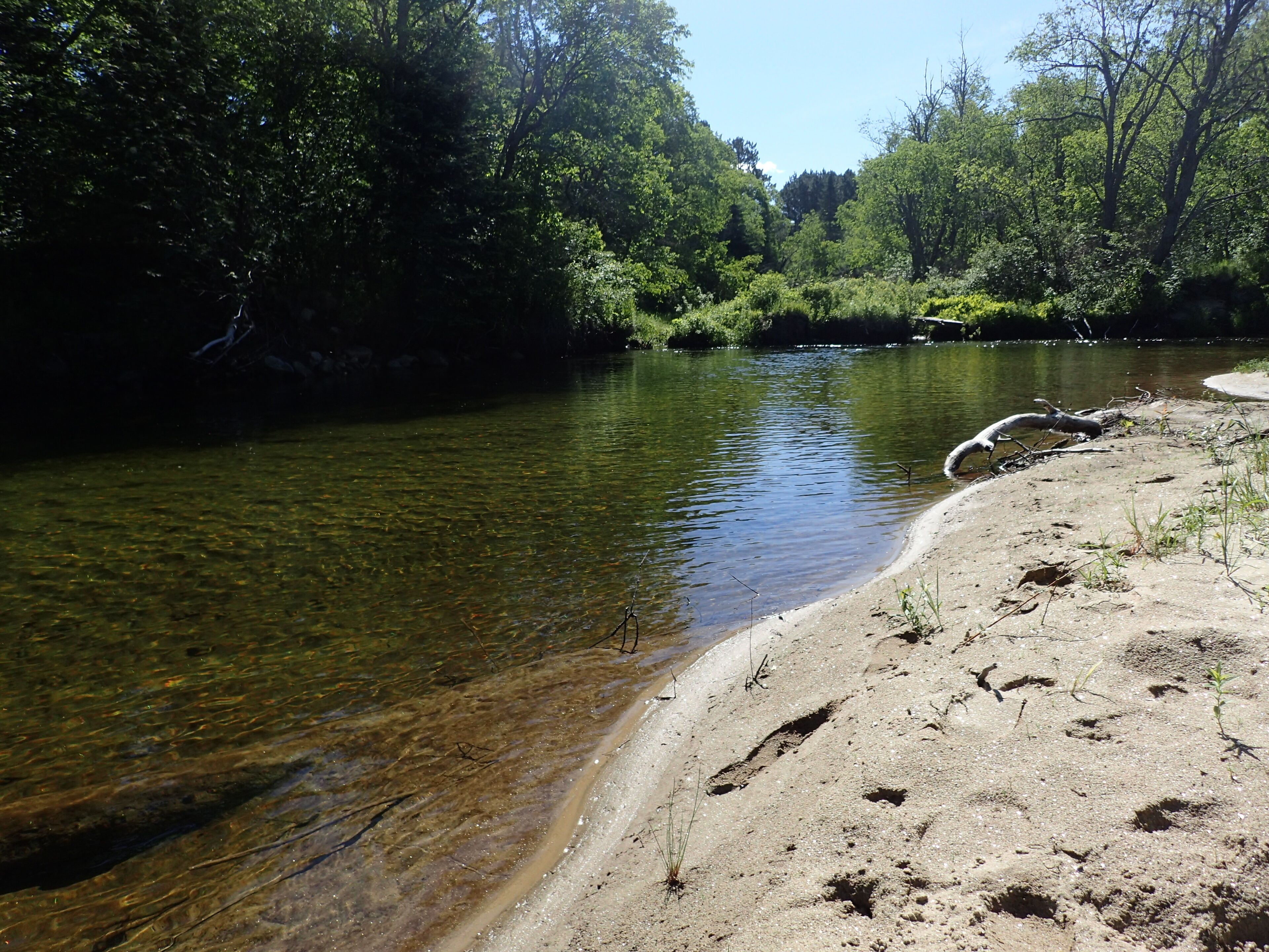 Orilla de río con agua cristalina, orilla arenosa y vegetación densa.