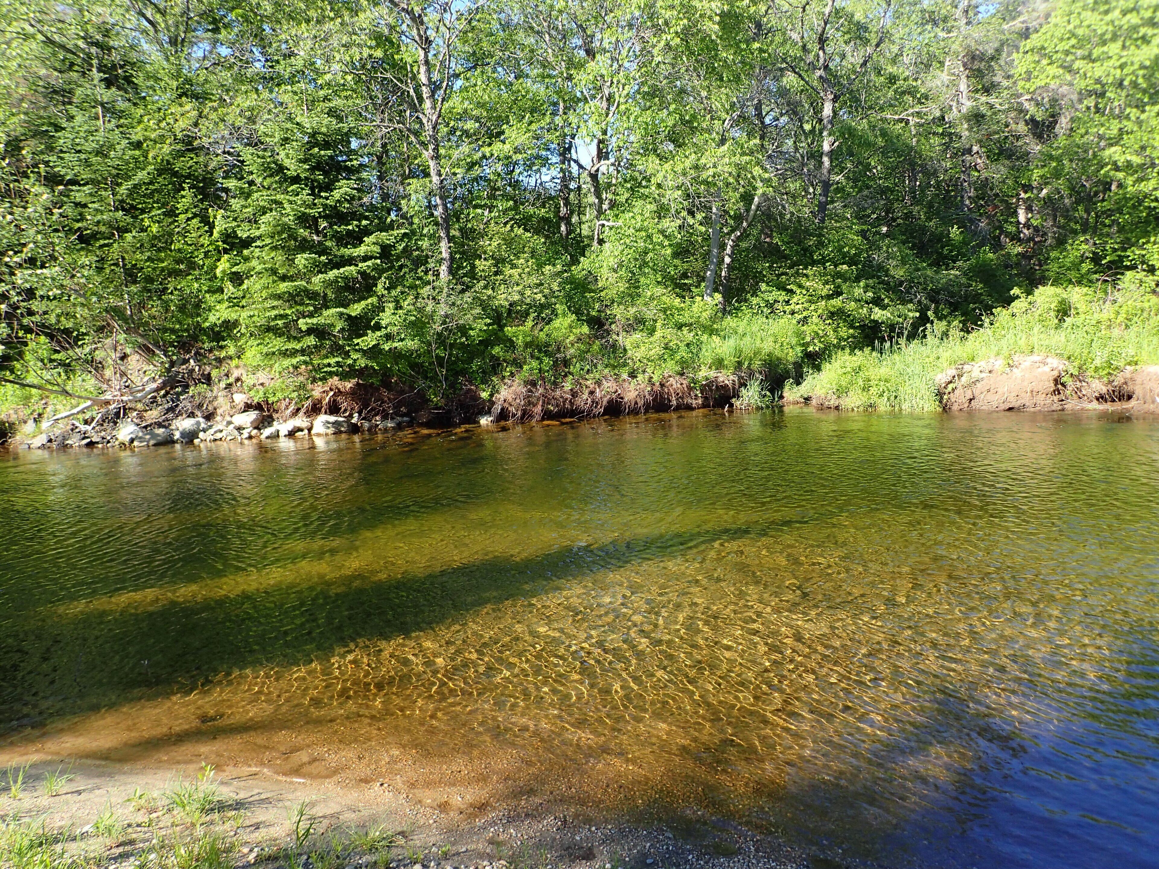 Une rivière aux eaux claires, bordée d’une forêt dense et verdoyante.