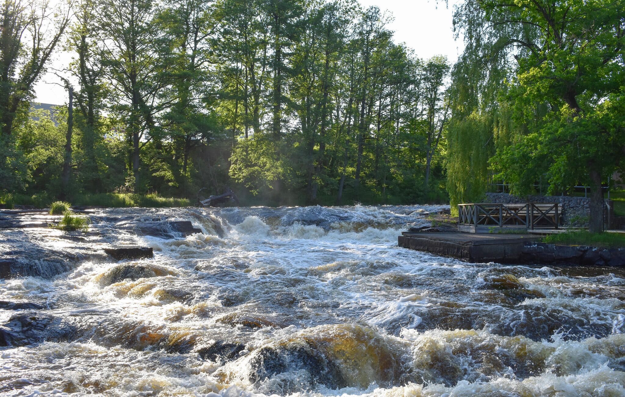 A river with rapids surrounded by dense trees.