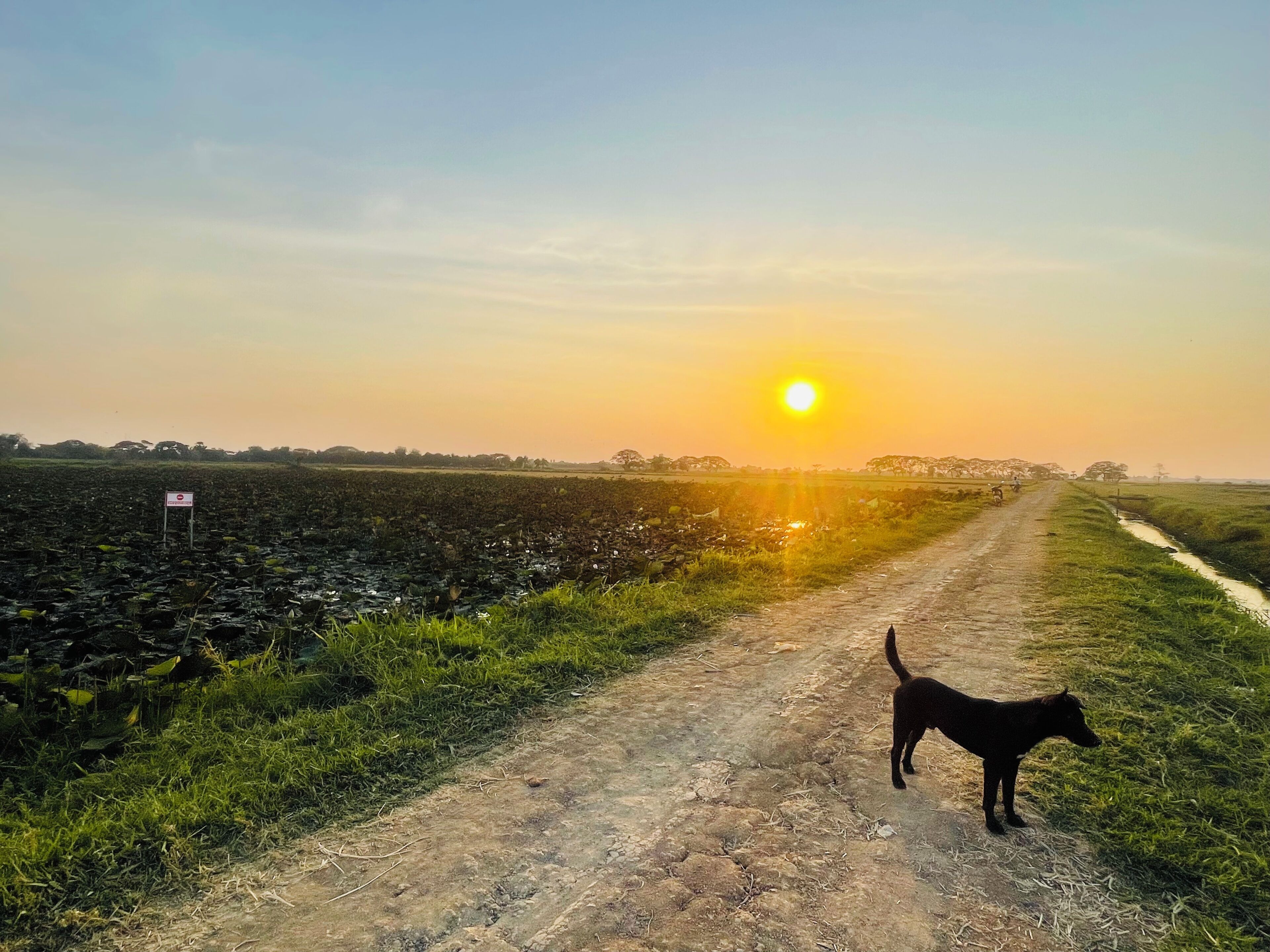 A dirt road leading to a sunset.