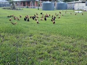 Property grounds - A Little Bit of Country.
Between the City and the Beaches of Yeppoon & Emu Park (Coorooman)