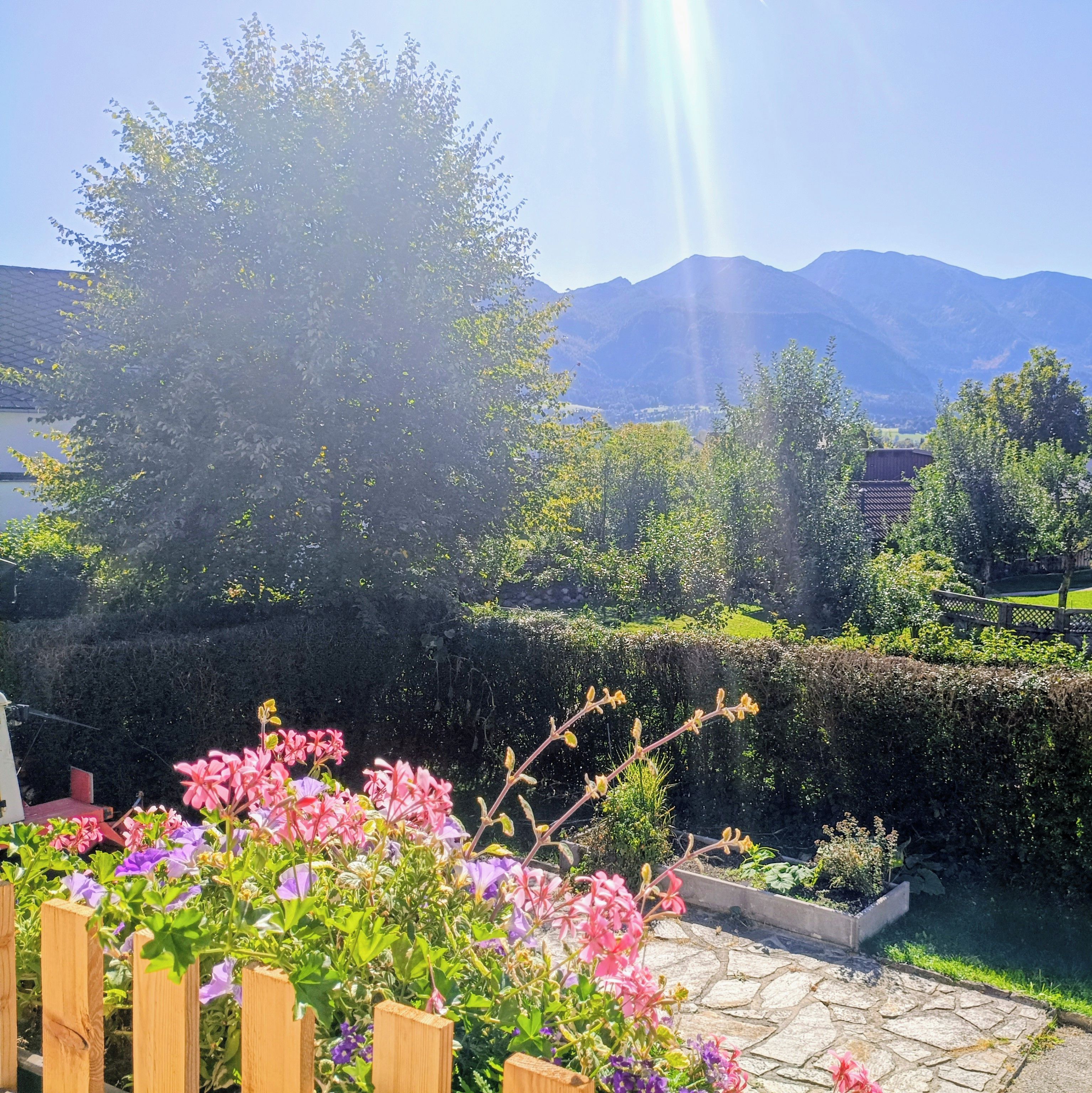 A garden with a variety of flowers and a view of mountains in the background.