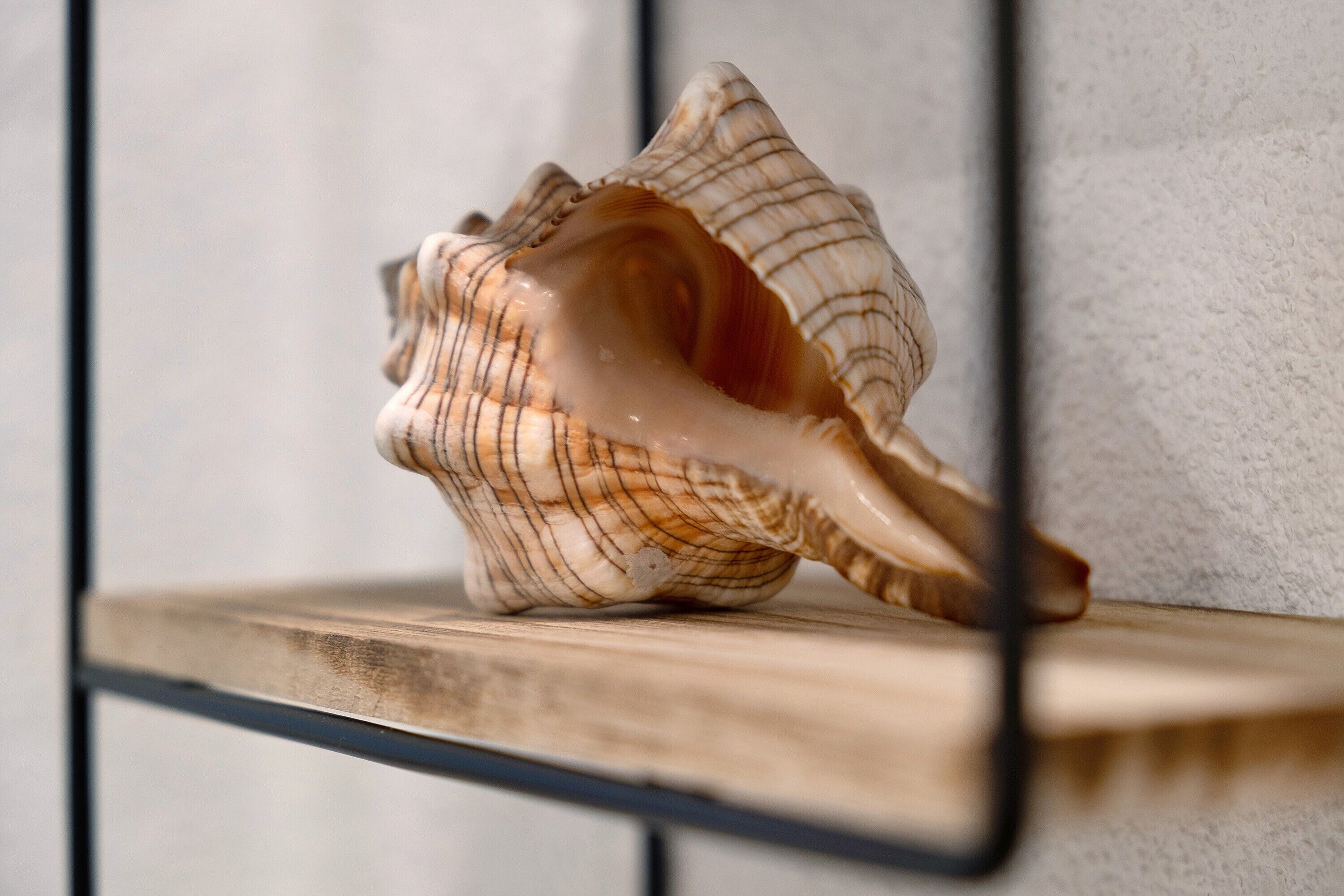 A seashell on a shelf against a textured wall.