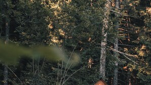 Une cabane en bois de la marque Stars Box, située dans une forêt.
