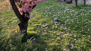 Ein Kirschbaum mit blühenden rosa Blüten, eine Rasenfläche und ein Fußball auf dem Boden.