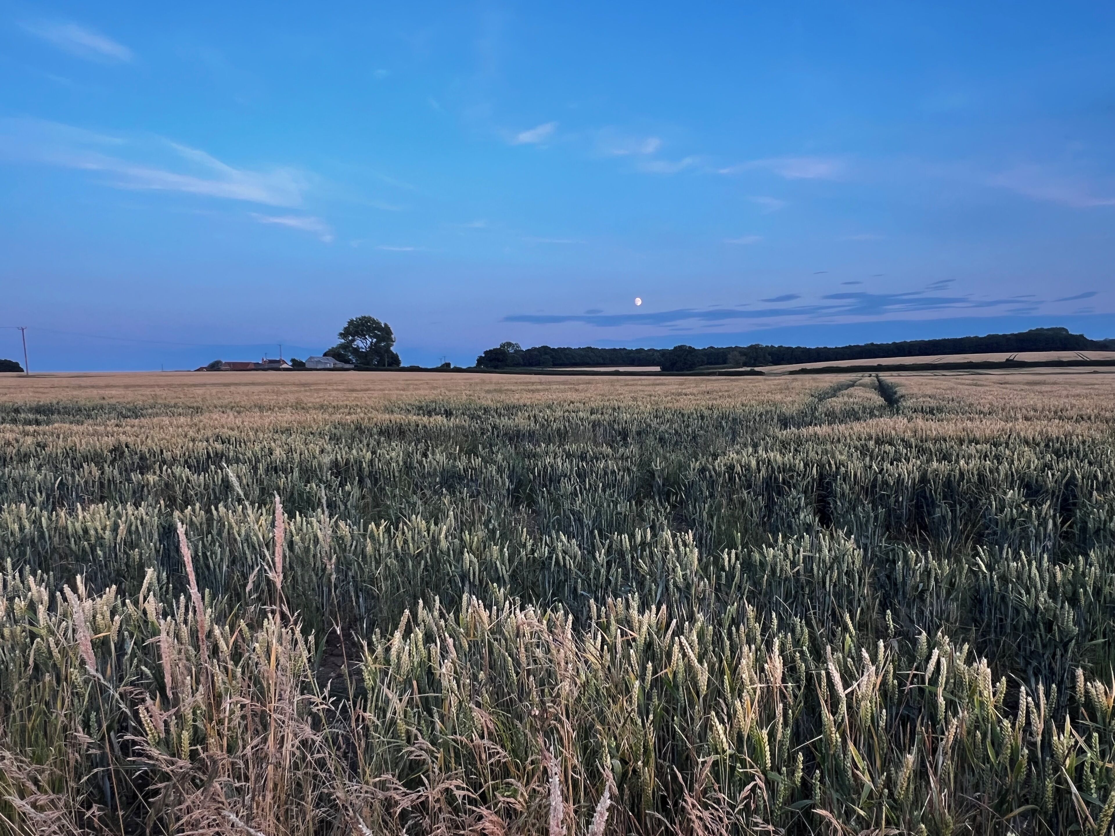 A vast field of crops under a clear sky with a distant tree and a small hill in the background.
