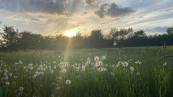 A field of dandelions with a sunset in the background.