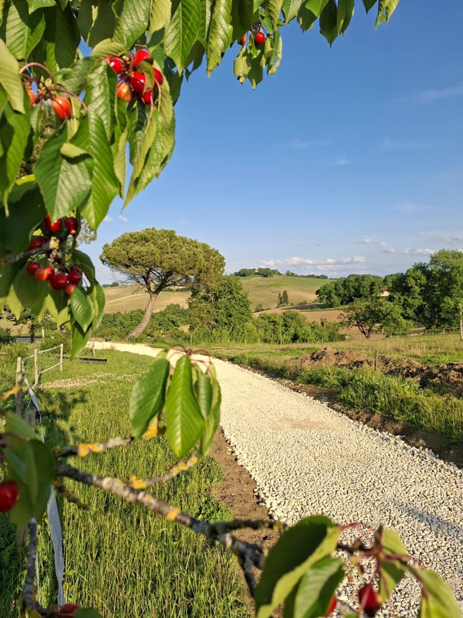 A rural landscape with a gravel path, green fields, and a tree in the distance.