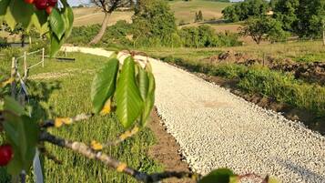 A rural landscape with a gravel path, green fields, and a tree in the distance.
