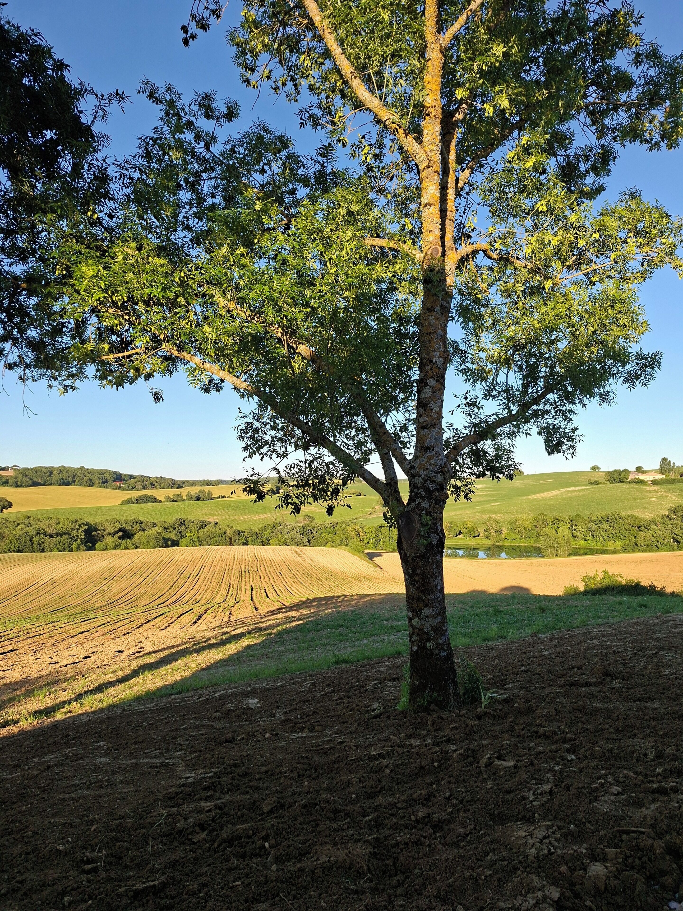A tree in a field with rolling hills in the background.