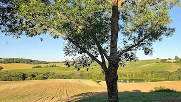 A tree in a field with rolling hills in the background.