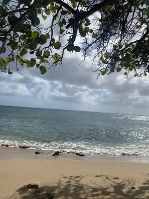A beach with clear water, a sandy shore, and a tree with green leaves. - Air-conditioned bungalow in southern Martinique (Rivière-Salée)