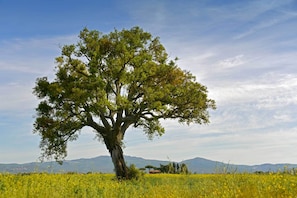 Un grand arbre se dresse dans un champ, avec une vue lointaine sur des collines.