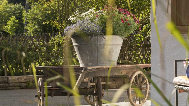 Un carrito de jardín con una maceta sobre una superficie pavimentada, rodeado de follaje.