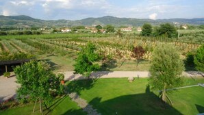 Un vigneto con file di viti, una zona erbosa con alberi e colline lontane sotto un cielo sereno.