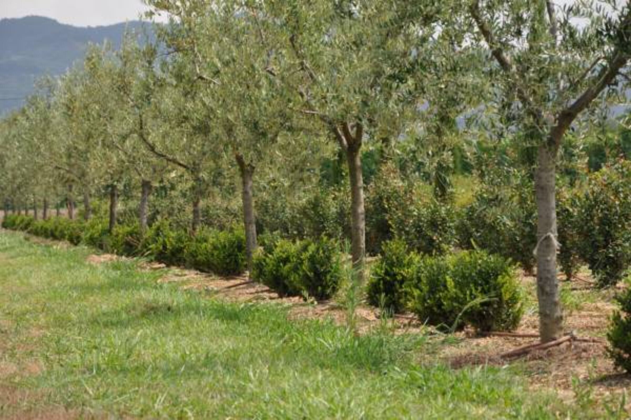 A row of olive trees in a well-maintained orchard with a clear sky.