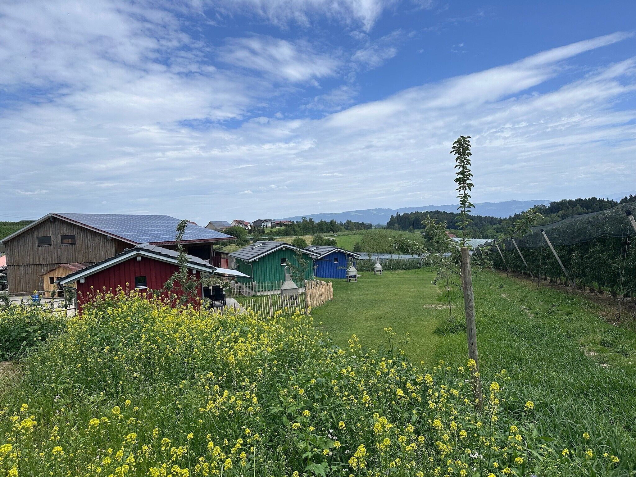 A rural landscape with a field of yellow flowers, a wooden barn, and a blue building.