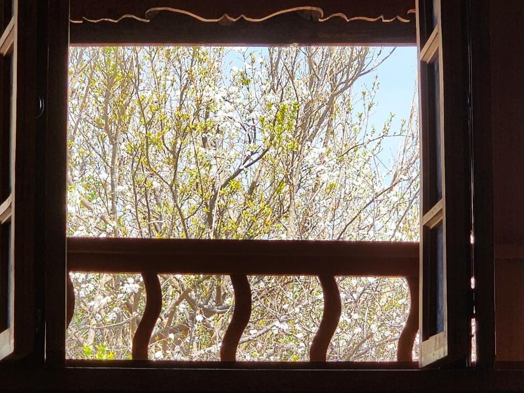 A window with a view of trees and a clear sky.
