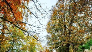 A house surrounded by trees with autumn leaves, a lawn, and a pathway leading to the house. - Charming gîte nestled in the heart of the Opal valleys, near Montreuil/mer (Marenla)