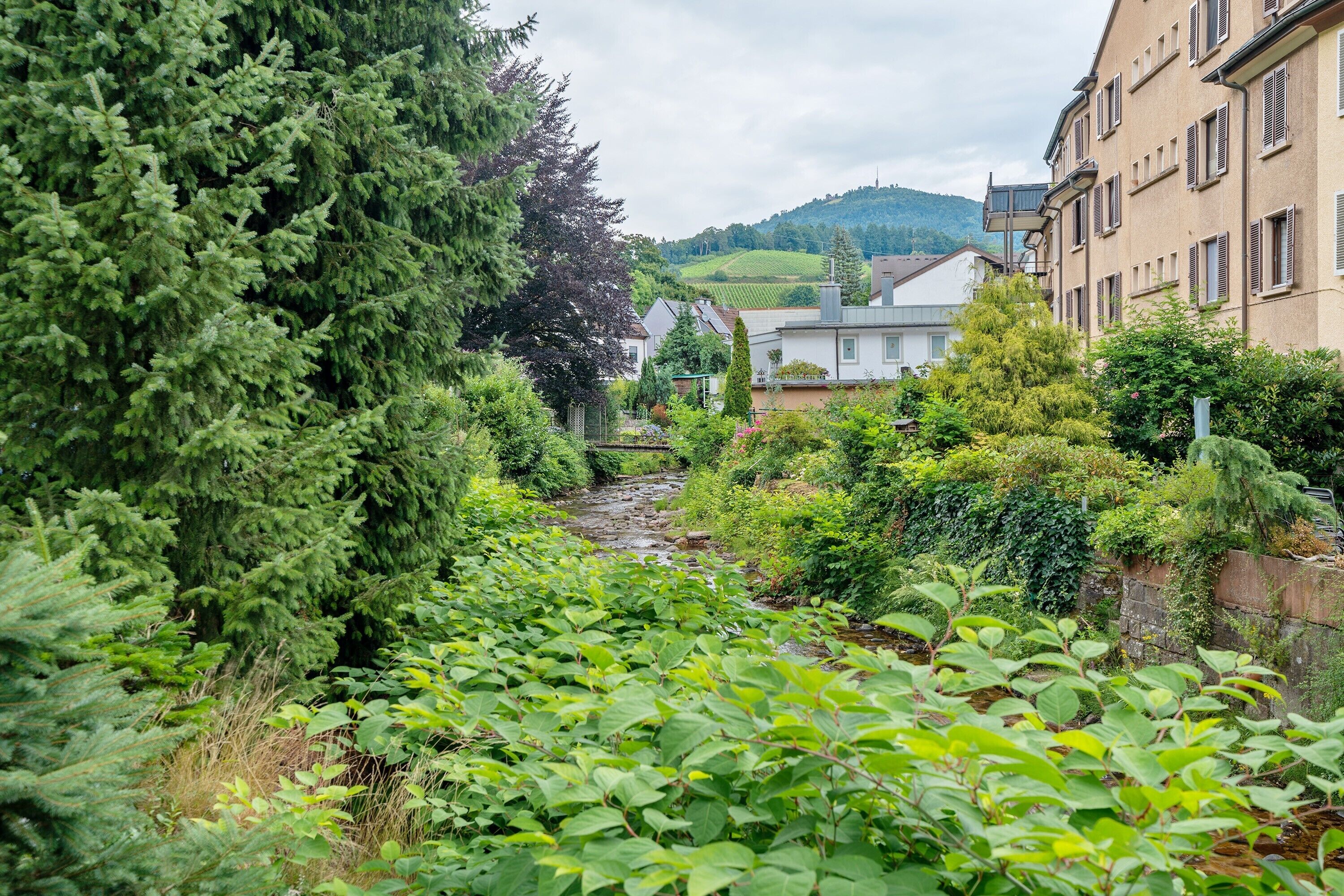 Ein schmaler Pfad, gesäumt von dichter Vegetation und Gebäuden mit traditioneller Architektur.