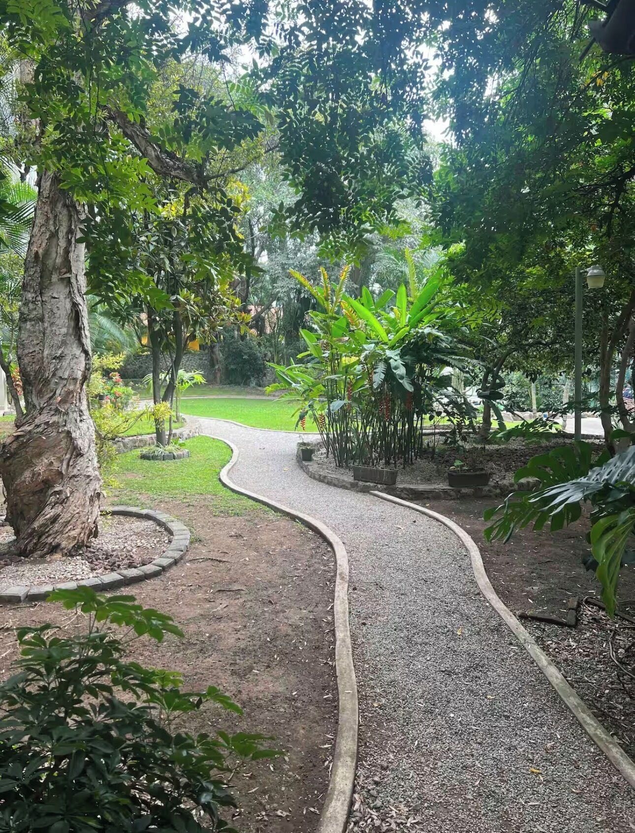A gravel pathway winding through a lush garden with various plants and trees.
