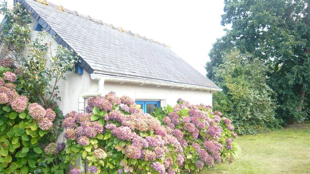 A quaint white cottage with a blue door and a sloped roof, surrounded by lush hydrangea bushes. - "Chestnut, between land and sea (Plouézec)
