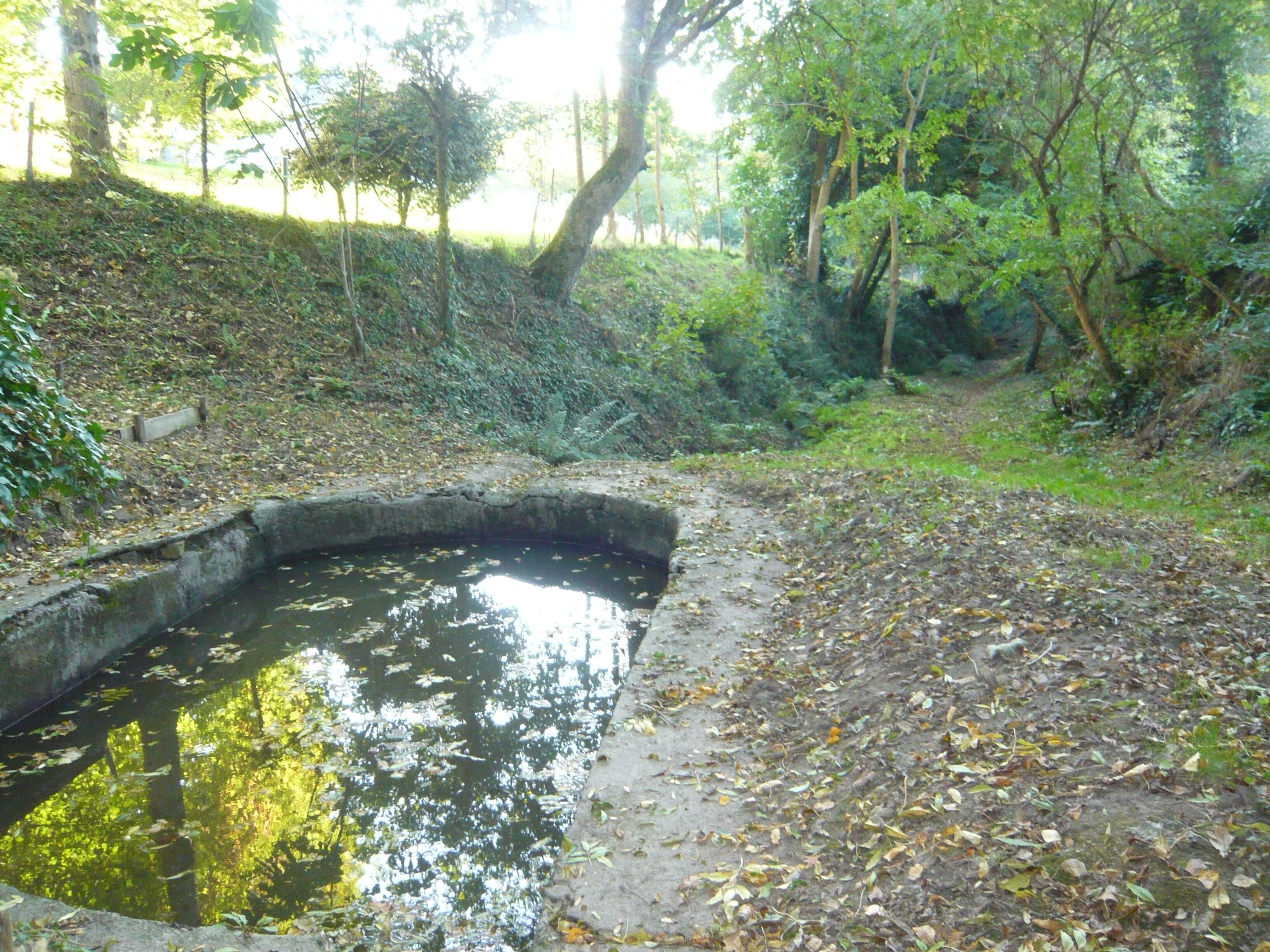 Un pequeño estanque rodeado de árboles y un sendero de hormigón.