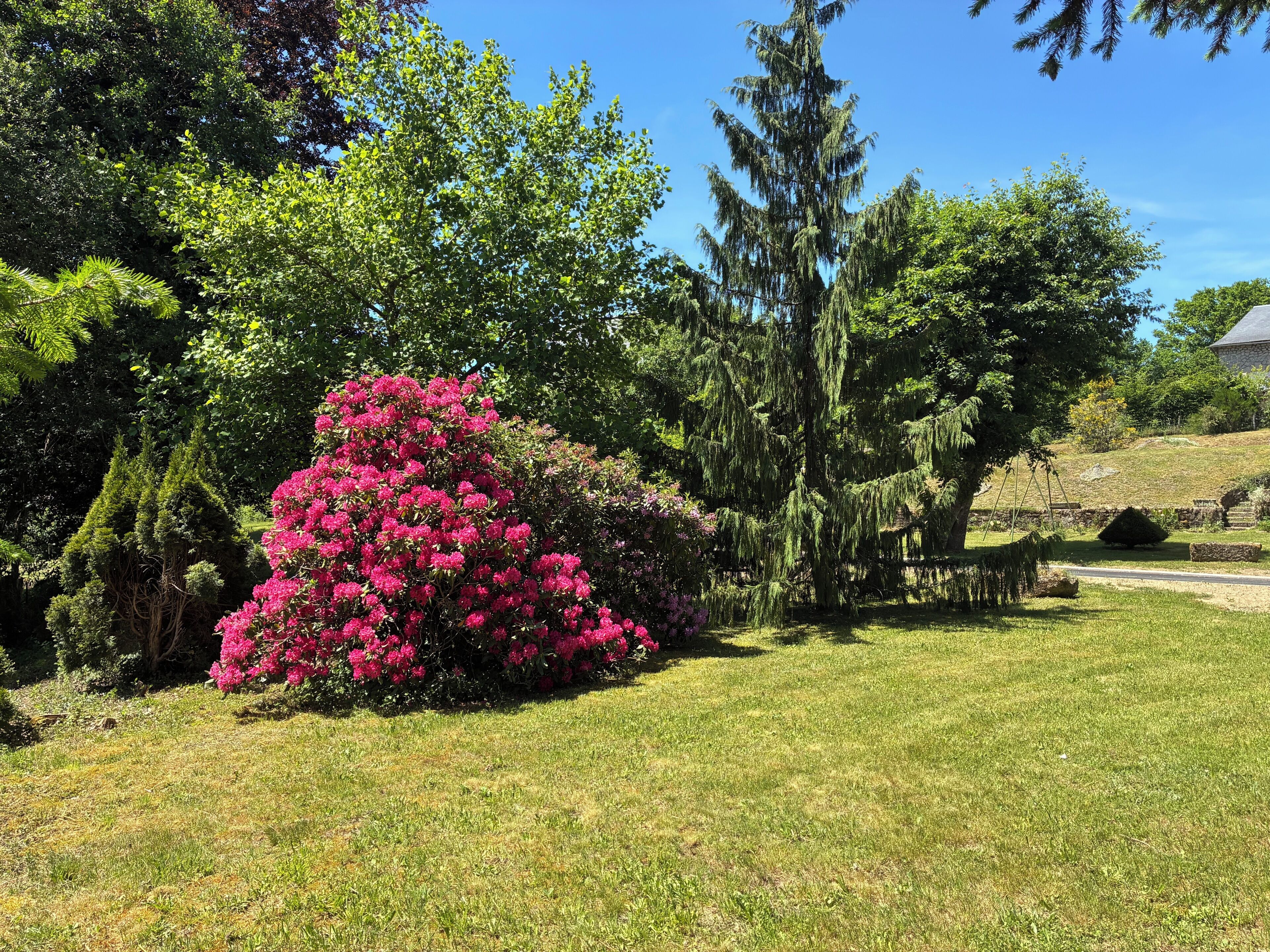 Un jardin bien entretenu, agrémenté de divers arbres et d’un arbuste remarquable aux fleurs roses.