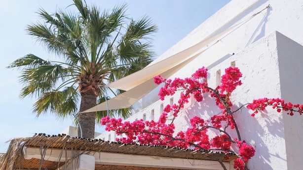 A white building with a palm tree and pink bougainvillea. - White Blue Villa formerly Ippocampi (Hersonissos)