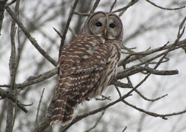 Miscellaneous - Luxury modern farmhouse on Amherst Island. 152 acres of private, scenic trails. (Stella)