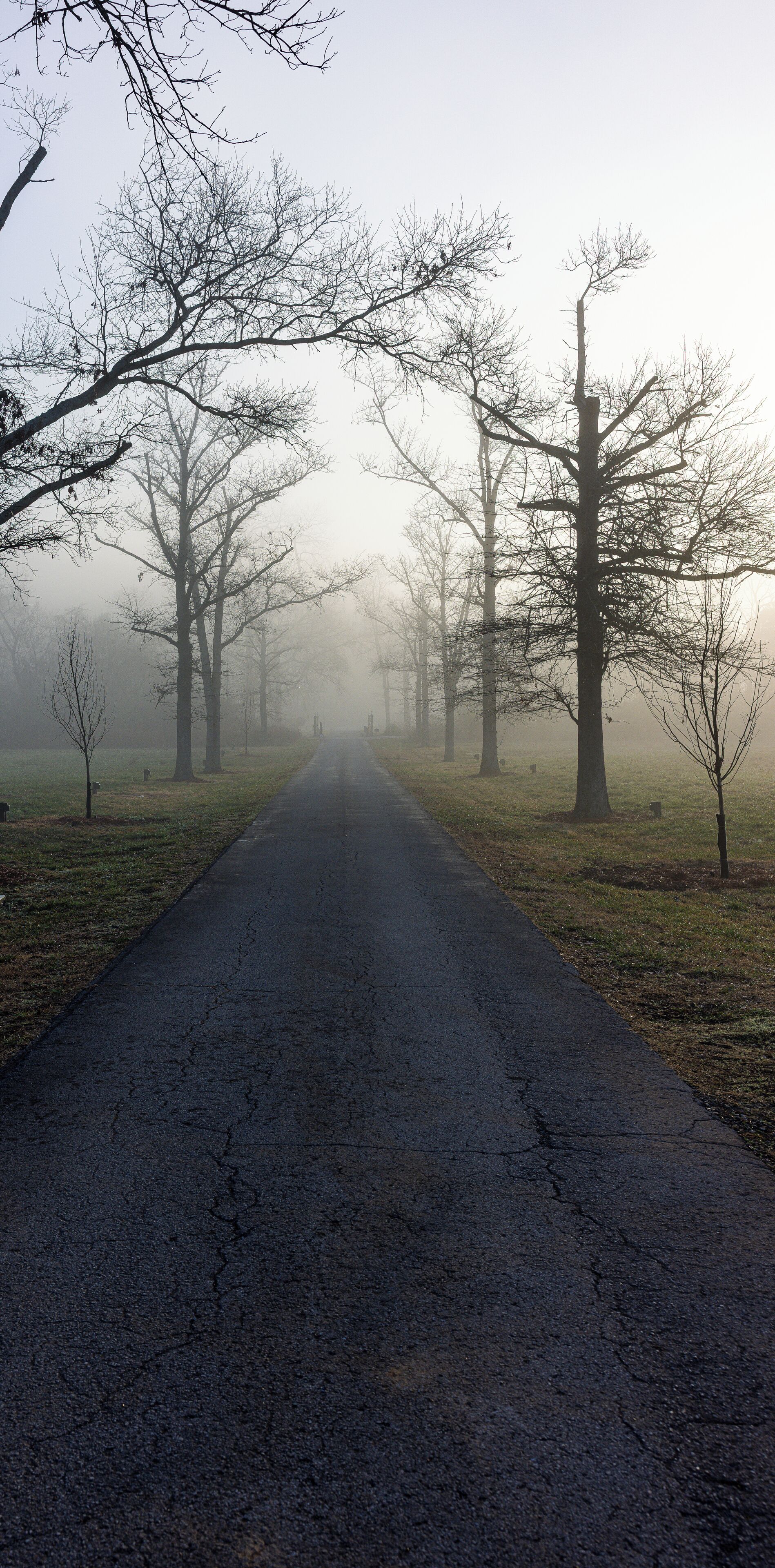 A foggy road flanked by leafless trees, leading into the distance.