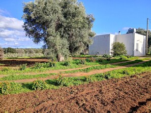 Property grounds - Casa Tosca - Relax nella natura (Santo Pietro)