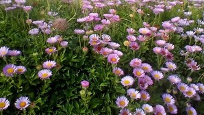 A house with a white exterior, a visible front door, and a small porch area. - Fabulous position a sandy beach and stunning coastal walks. Family friendly. (Truro)
