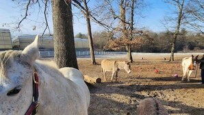 A stable with a white horse and a brown goat. - Farm Suite, King bed, firepit, BBQ grill, animals! (Asheville)