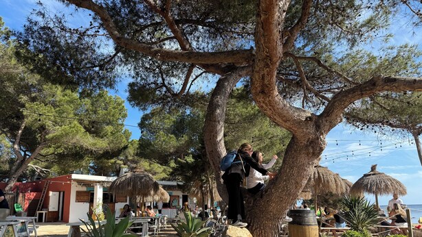 A rustic outdoor seating area with stone tables and chairs, surrounded by large trees and a thatched-roof structure. - Camping Laplaya Ibiza (Santa Eulalia del Rio)