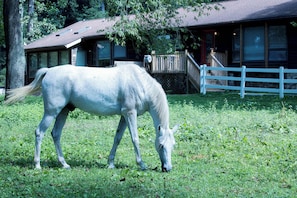 Property grounds - Farm Suite, King bed, overlooking horse pasture! (Asheville)
