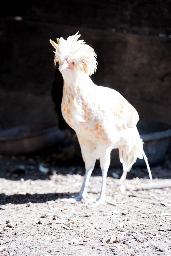 A white chicken with orange spots standing on a gravel surface. - Farm Suite, King bed, overlooking horse pasture! (Asheville)