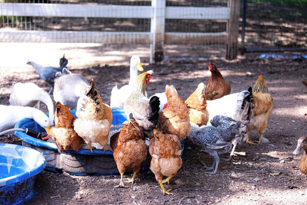 Un grupo de gallinas y patos en un corral con valla de alambre y un comedero azul.